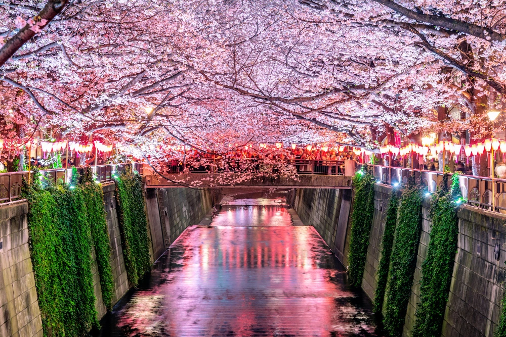 cherry blossoms in south korea
